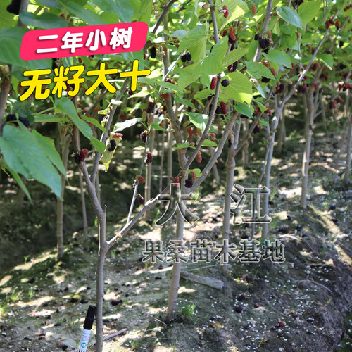 海宁无籽带果南北方种植桑葚树苗