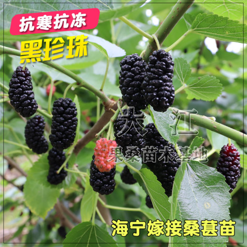 黑珍珠果桑苗抗寒抗冻