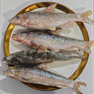 正宗东北黑龙江江鱼季花鲶鱼船钉子嘎牙子