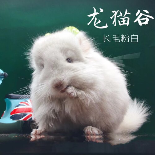 选龙猫链接【非活体价格】每个月70多只断奶长毛龙猫可以直播选