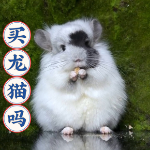选龙猫链接【非活体价格】按照选择总价拍相对应数量付款链接