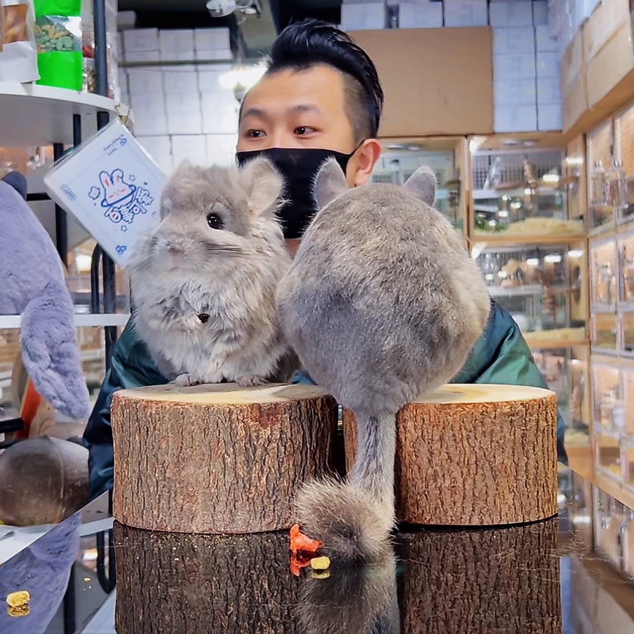 活体长毛龙猫每个月断奶30多只支持直播间或视频选 咨询饲养问题