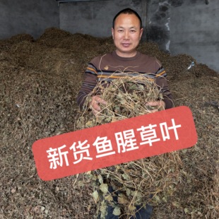 鱼腥草干货干叶子农家自晒无硫折耳根全株中药材干货泡水喝凉茶