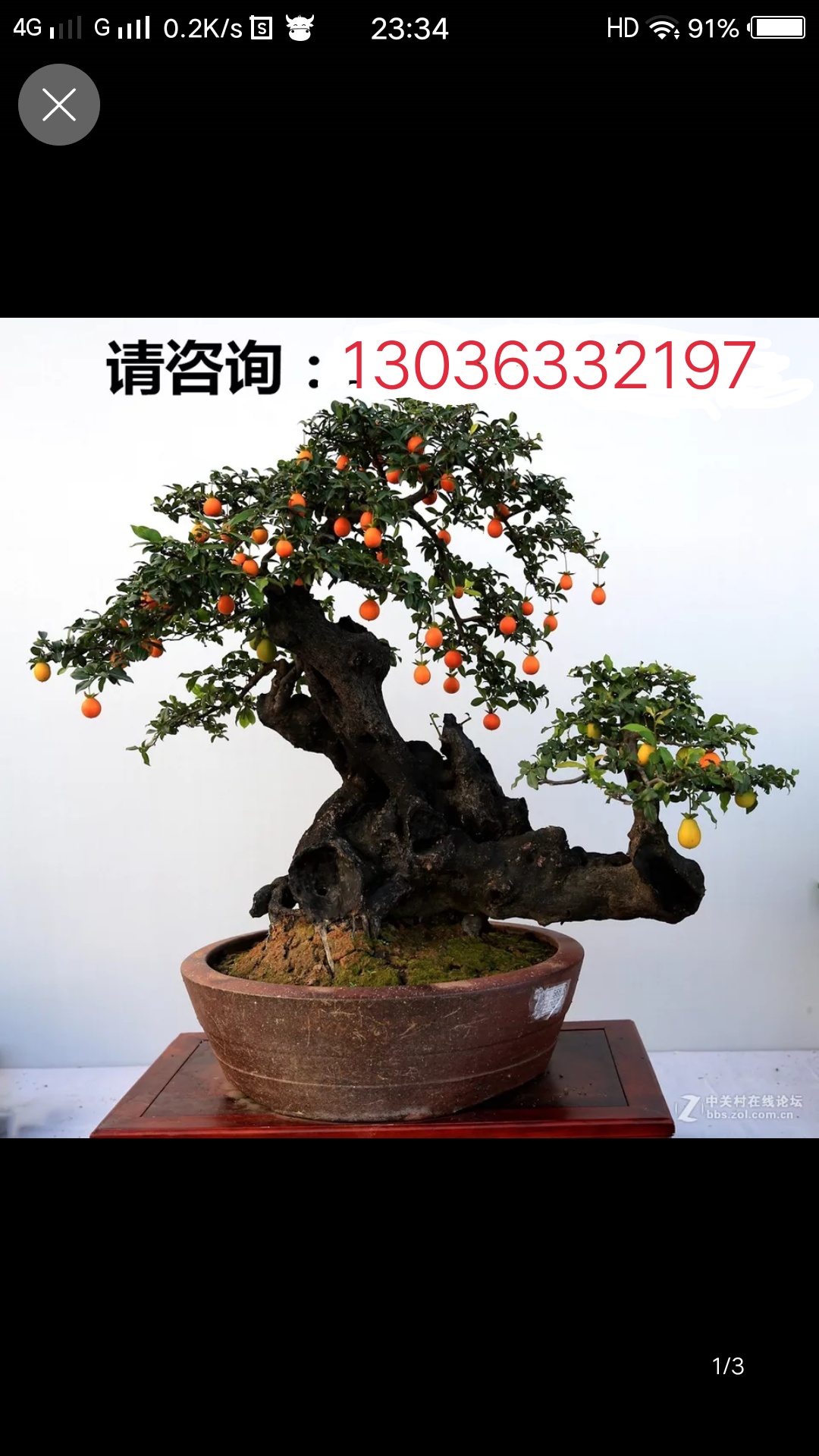 重庆金弹子盆景金弹子