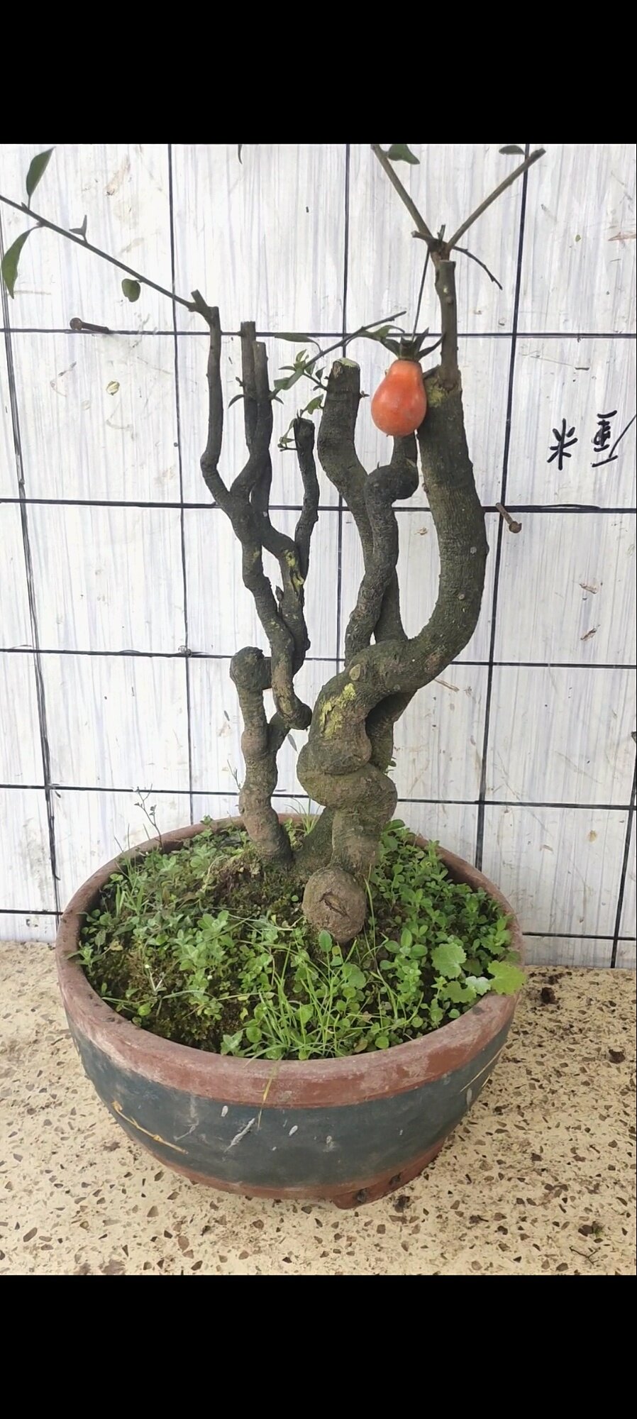 挂果金弹子盆景素材重庆市老树桩