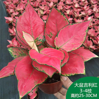 红如意皇后红叶万年青皇后创意盆栽花卉植物进口稀有品种绿植特价