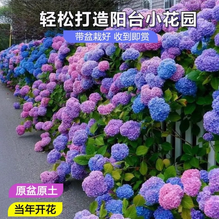 绣球花苗大花植物无尽夏开花好养的花四季不断盆栽花卉植物室内花
