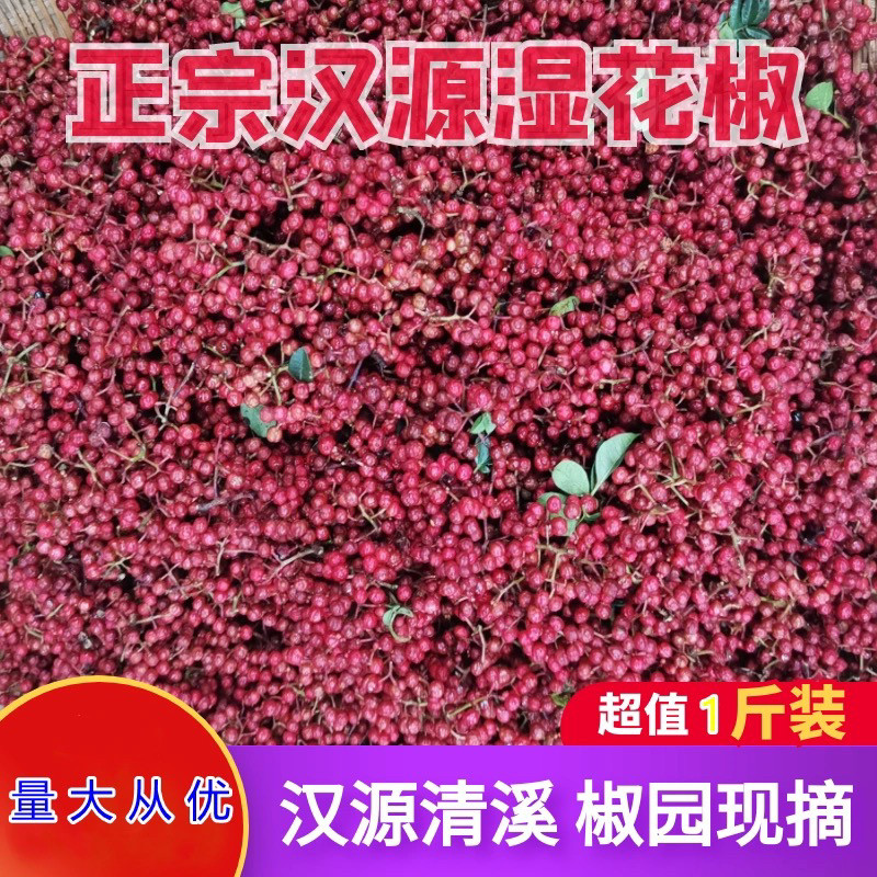 当季四川汉源清溪新鲜大红袍花椒湿花椒特麻活花椒特麻椒现摘贡椒