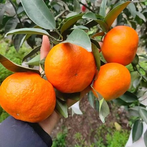 正宗四川明日见柑橘现摘当季新鲜孕妇水果甜桔子薄皮橙