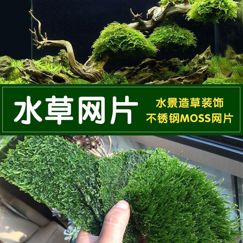 植物淡水活体水族水草