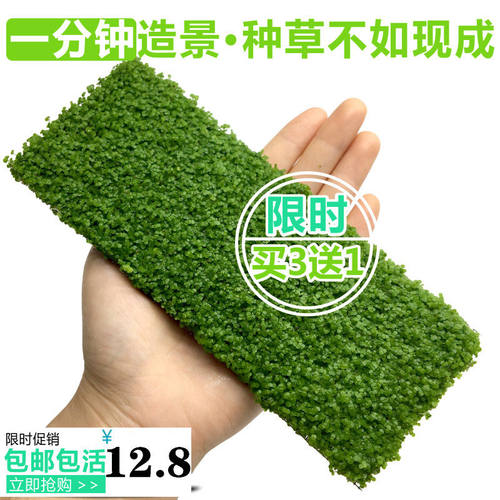 装饰鱼缸造景前景草爬地矮珍珠迷你水草坪淡水阴性水草活体植物