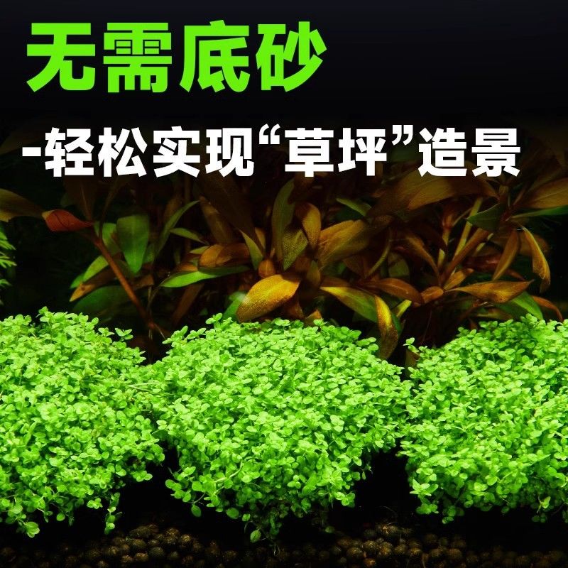 迷你矮珍珠植物鱼缸造景淡水阴性前景坨草懒人水草自动沉底水培