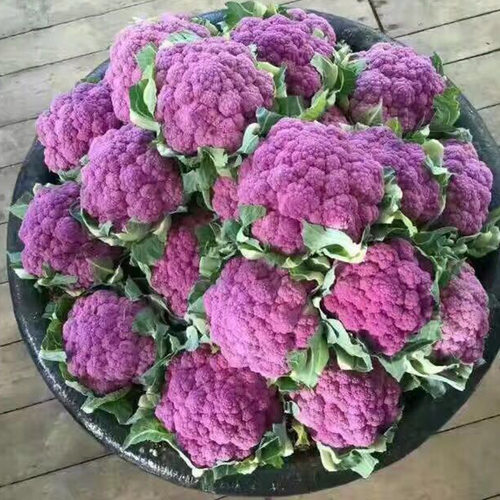 花椰菜种子价格 花椰菜种子图片 星期三