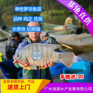 单性罗非鱼苗海南一号罗非鱼苗