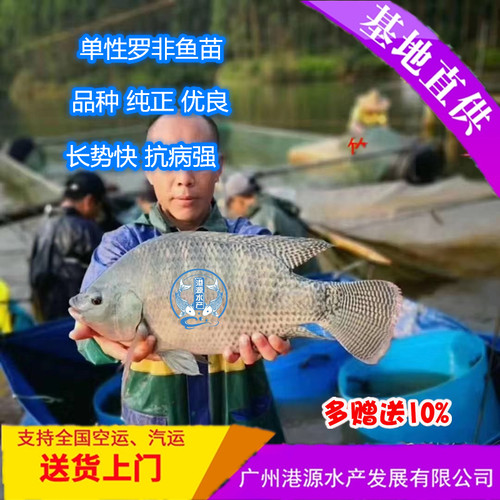 单性罗非鱼苗海南一号罗非鱼苗