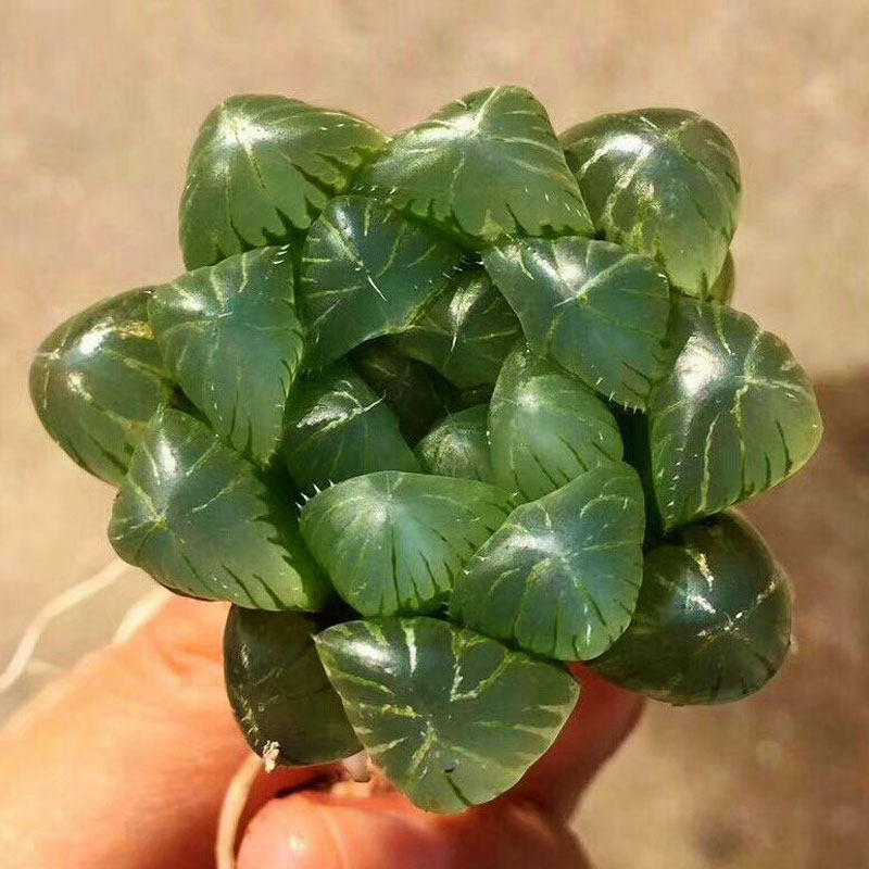 多肉植物帝玉露透窗创意迷你办公室内阳台桌面绿植盆景花卉萌肉肉