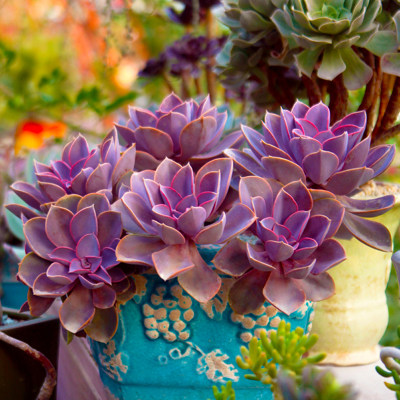 多肉植物紫珍珠紫丁香草虎鲸雨滴山地玫瑰贵货肉嘟嘟组合盆栽园艺 虎窝淘
