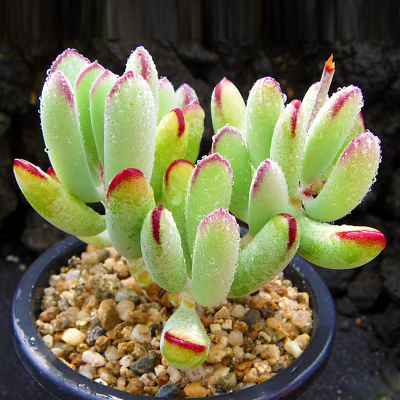 绿植景天科银波锦属组合多肉植物