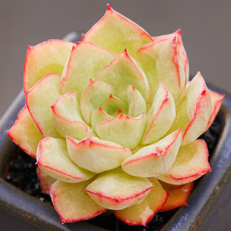 织锦多肉植物花卉绿植盆栽办公室内防辐射多肉园艺新款萌肉肉盆景