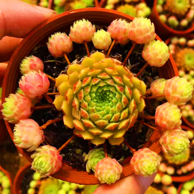 绿植组合盆栽花卉园艺多肉植物
