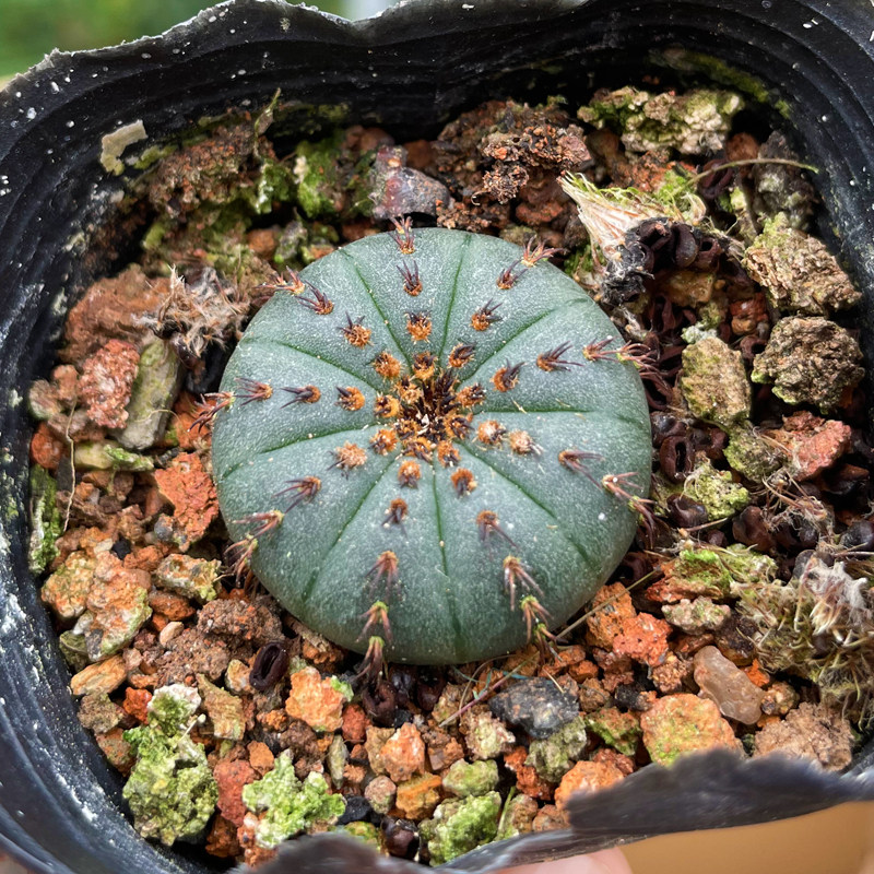 多肉植物艳肌士童十二卷仙人球办公室内阳台新款稀有组合盆栽玉露