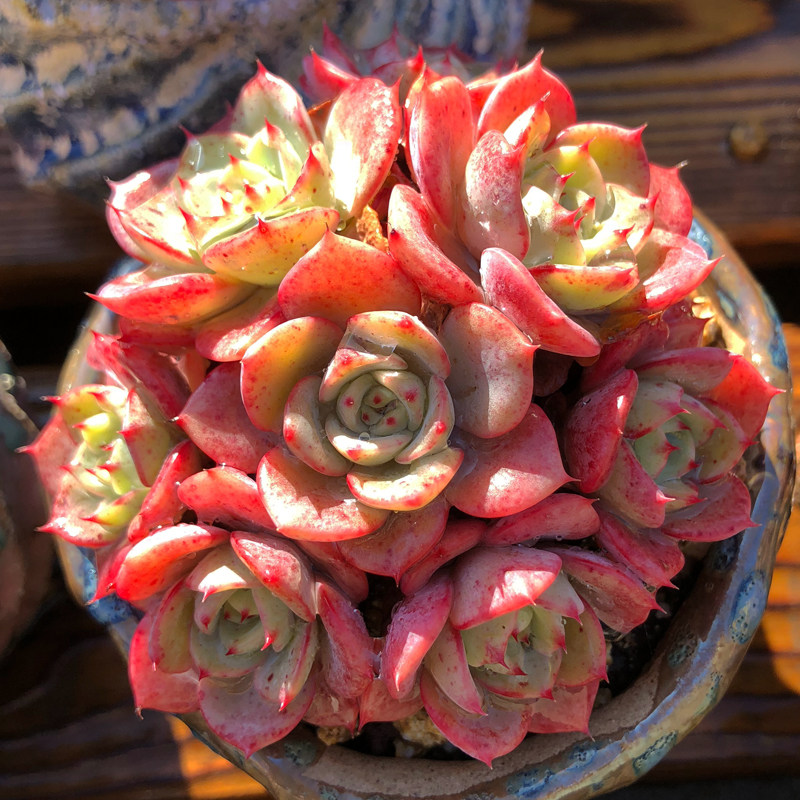 多肉植物【奶油黄桃群生多头】防辐射绿植盆栽花卉新款稀有萌肉肉