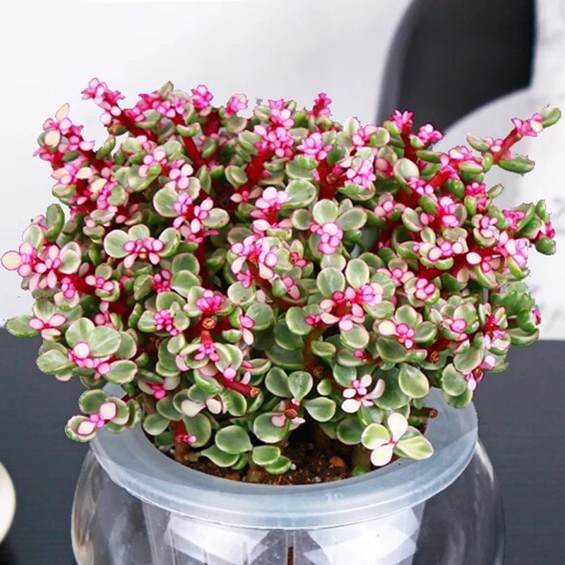 雅乐之舞多肉植物花卉马齿苋科属老桩办公室内组合防辐射多肉绿植