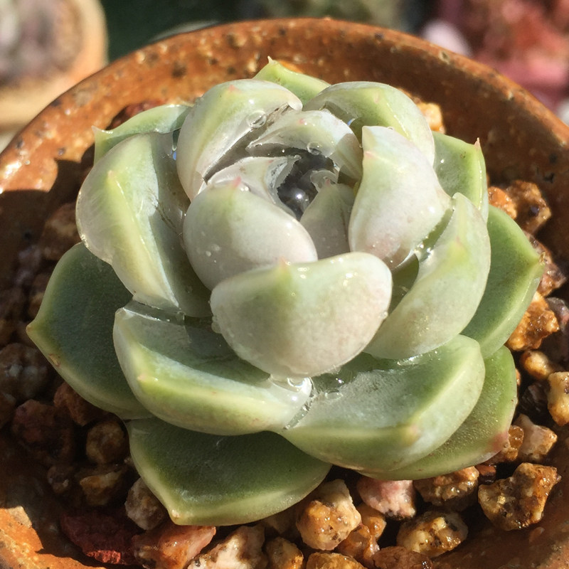 月影石莲 紫月影 冰莓石莲 墨西哥雪球 白月影 阿尔巴月影多肉植物百科图片 培育种植 饲养繁殖 Sbike