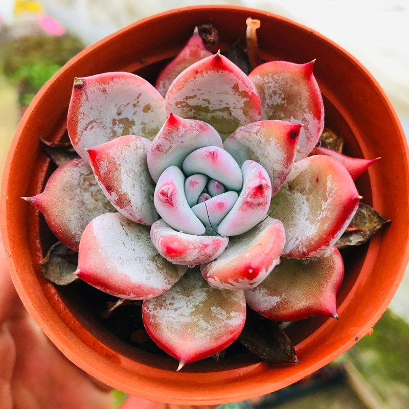 稀有多肉植物【原始野生卡罗拉】防辐射绿植盆栽创意迷你植物花卉