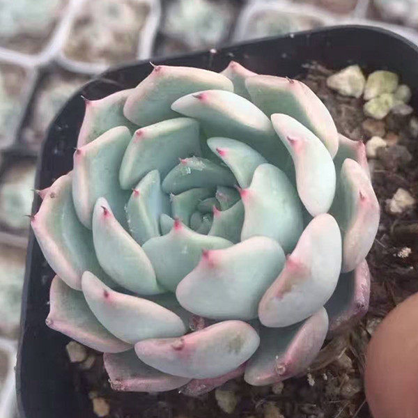 多肉植物定规座狮子座尺规座炬尺座石莲属防辐射绿植盆栽十二星座