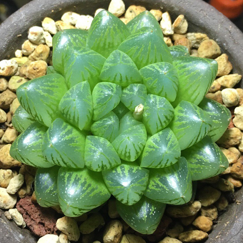 多肉植物雪花玉露百合科十二卷属防辐射绿植园艺组合盆栽花卉多肉