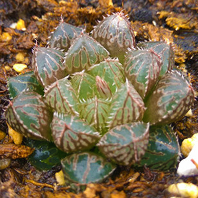 小叶楼兰玉露多肉植物百合软叶瓦苇属进口稀有贵货防辐射绿植盆栽