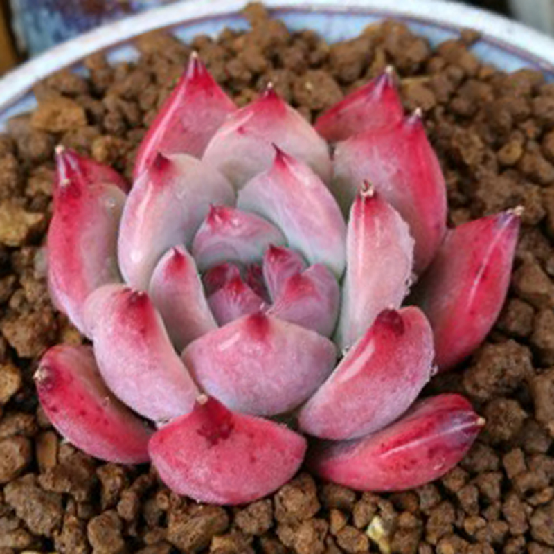 粉香槟白夜香槟新款多肉植物景天科石莲属防辐射净化空气绿植盆栽