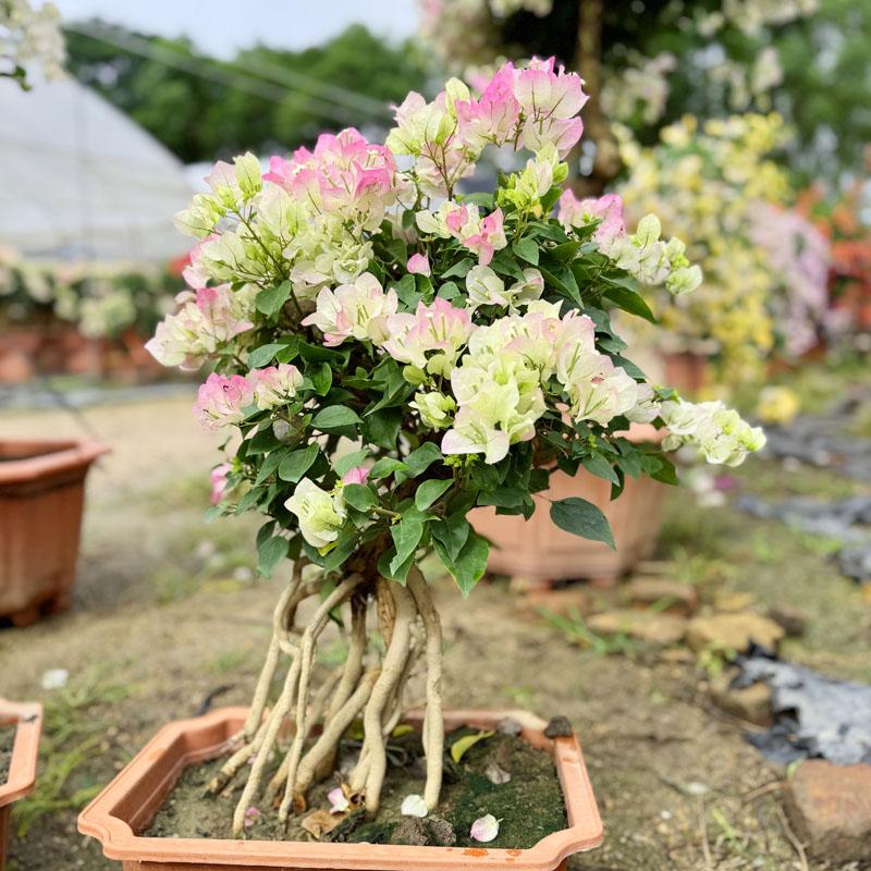 三角梅盆栽室内四季开花重瓣橙