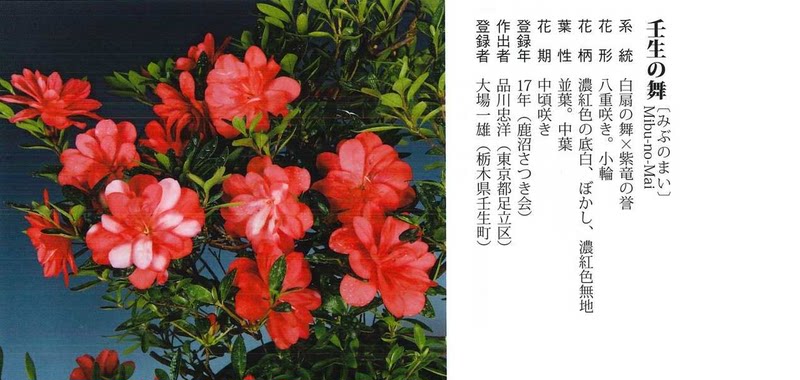 Mibu觅步素材模板 Mibu觅步图片下载 小麦优选