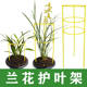 兰花护叶支架兰花盆专用护叶架扶叶子支架支撑杆支撑架兰叶固定圈
