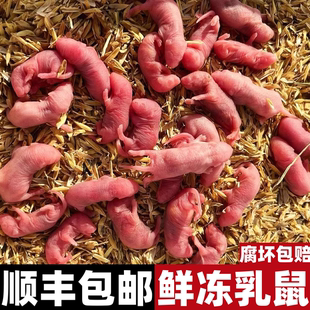 乳鼠冷冻独立包装小白鼠喂蛇角蛙龟爬宠饲料红粉皮白霜灭菌开口料