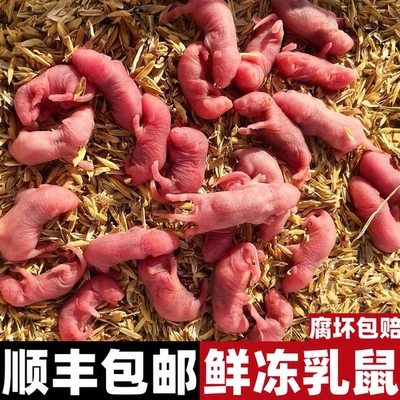 乳鼠冷冻独立包装小白鼠喂蛇角蛙龟爬宠饲料红粉皮白霜灭菌开口料
