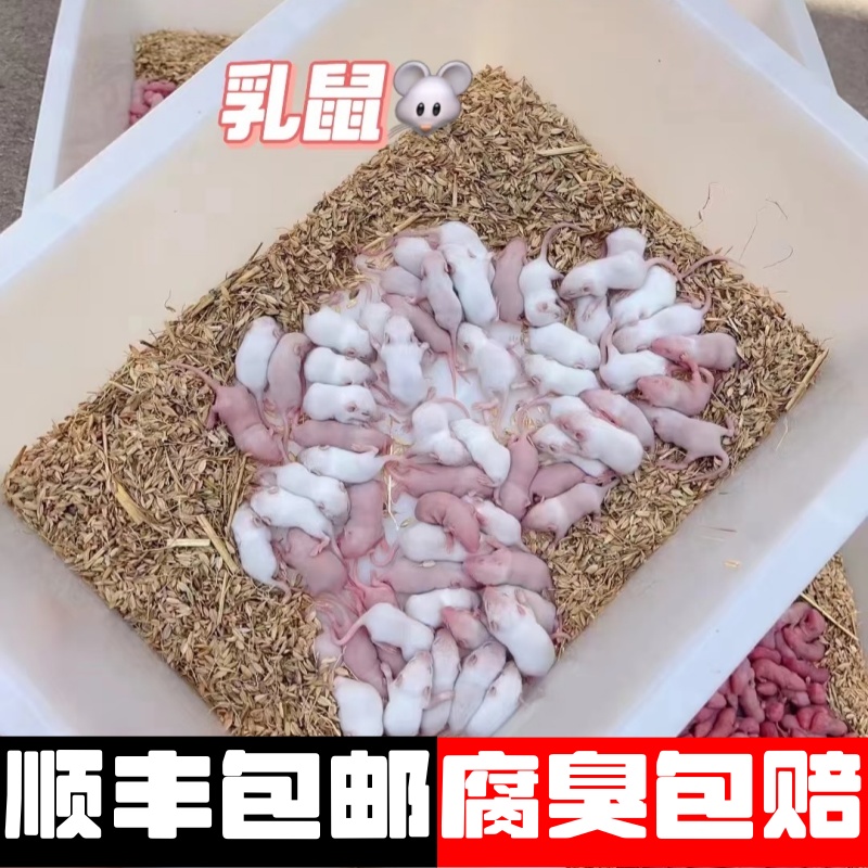 红皮乳鼠冰冻喂蛇饲料小老鼠冷冻