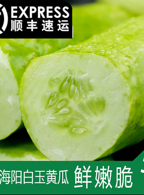 海阳白玉黄瓜5斤山东新鲜现摘发顺丰水果小黄瓜农家孕妇生吃青瓜
