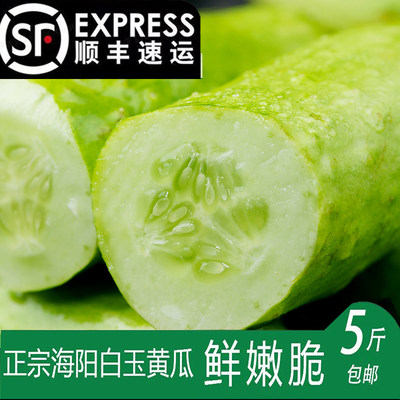 黄瓜海阳白玉黄瓜山东新鲜现摘