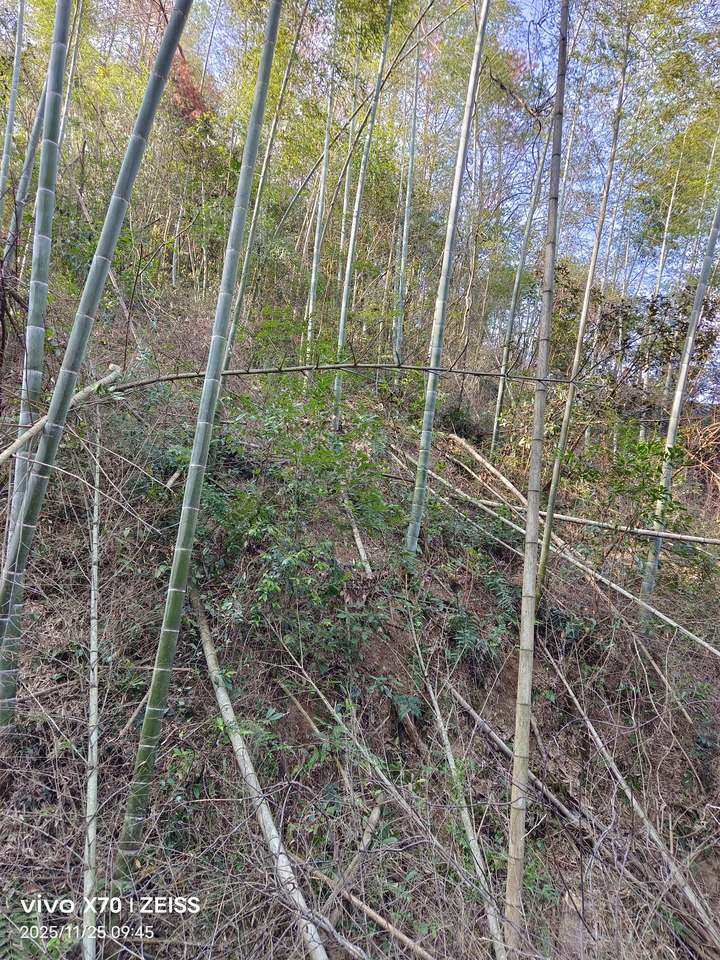 光泽县鸾凤乡黄溪村森林资源