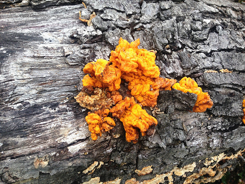 西藏特产林芝新鲜金耳菌野生金耳干货波密黄金耳菌乡村散收精选