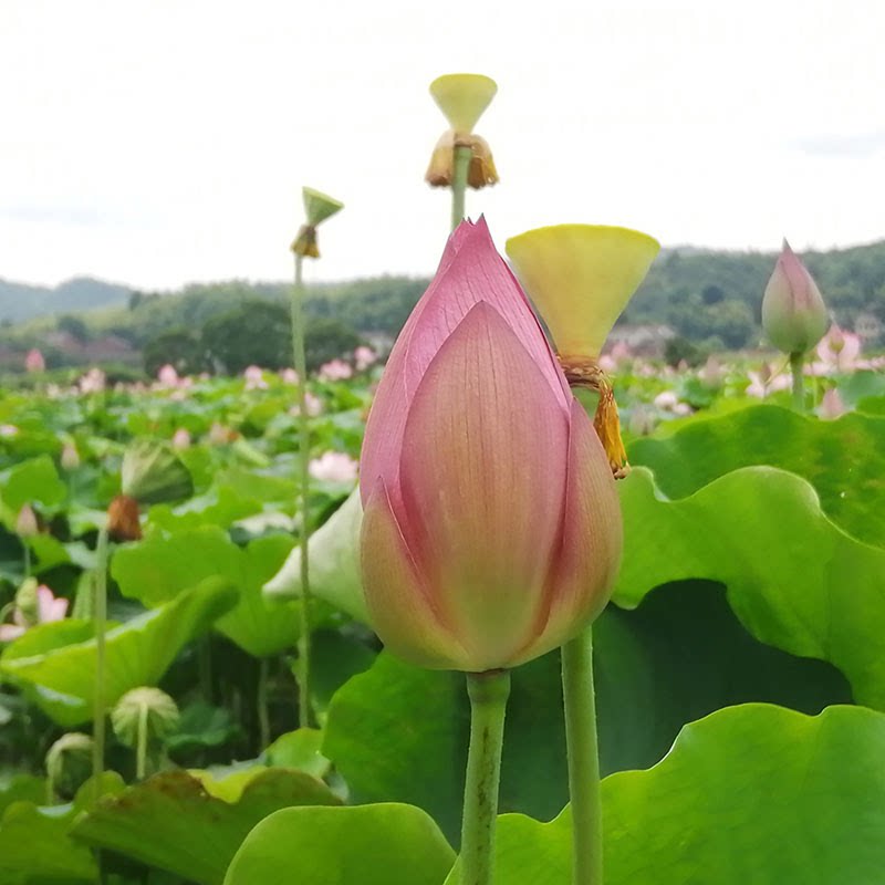顺丰包邮现摘新鲜荷花莲花花苞鲜花插花花束切花睡莲供佛水培植物