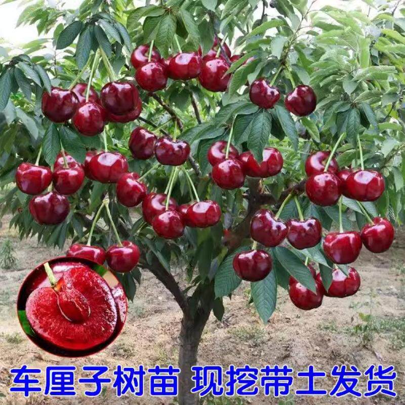 樱桃树苗特大车厘子樱桃树南北方庭院种植盆栽地载果树果苗带土球