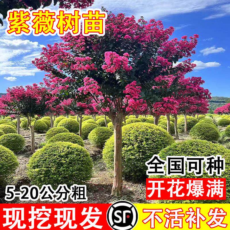 红紫薇花树苗四季种植易活冬季耐寒花卉老桩盆栽大型绿植庭院别墅