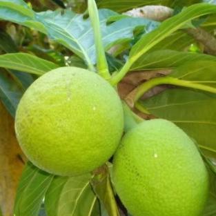 猴面包果树苗果树 猢狲木猴 面包树酸瓠树树苗罗蜜树马槟榔面磅树