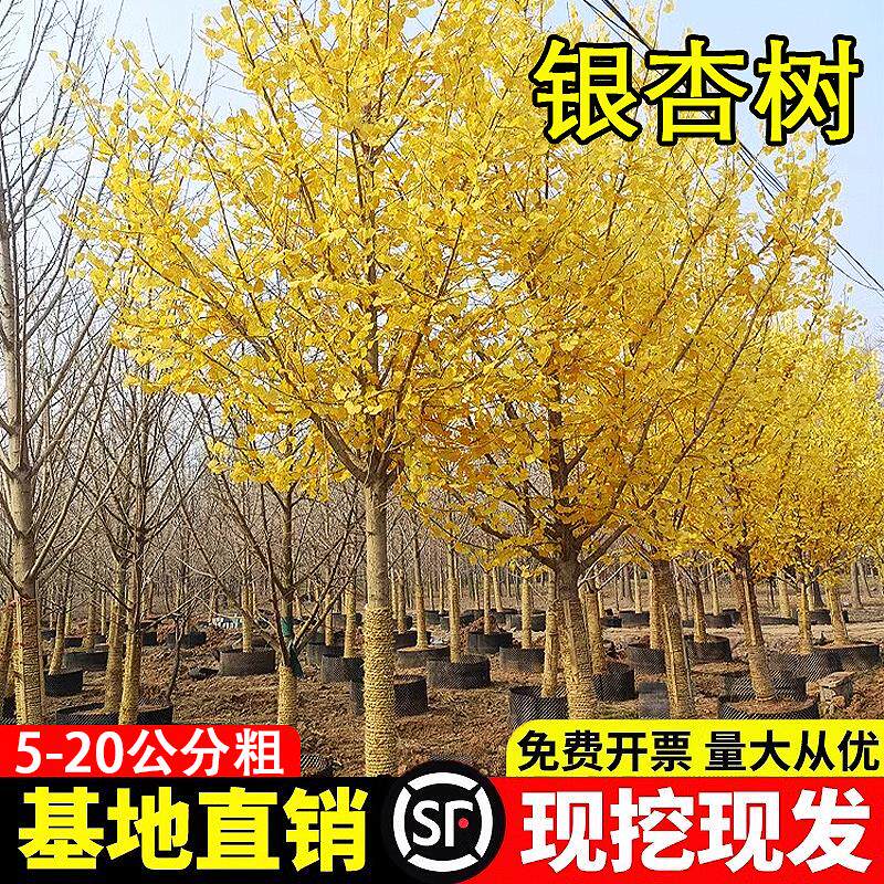 金叶银杏树苗白果活苗南方北方四季种植绿化木行道树庭院别墅大树