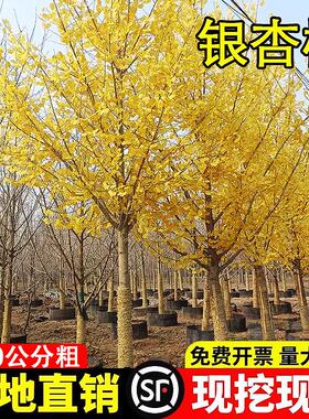 金叶银杏树苗白果活苗南方北方四季种植绿化木行道树庭院别墅大树