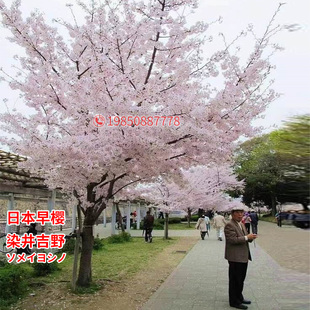 绿化苗木树苗苗日本嫁接早樱晚樱庭院苗染井吉野
